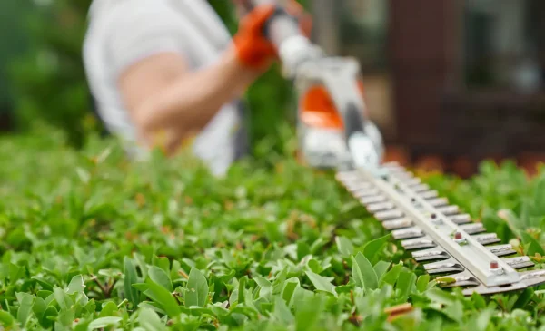 Close up of strong man shaping overgrown bushes with electric hedge trimmer during summer time. Gardening and landscaping process.